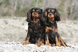 CAVALIER KING CHARLES 217